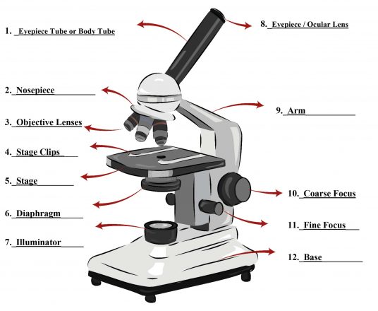 Parts of a Microscope - SmartSchool Systems